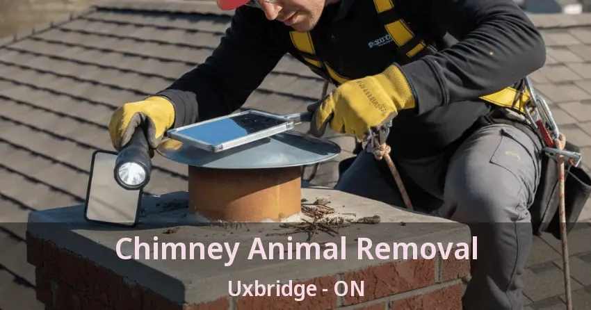 Chimney Animal Removal Uxbridge - ON