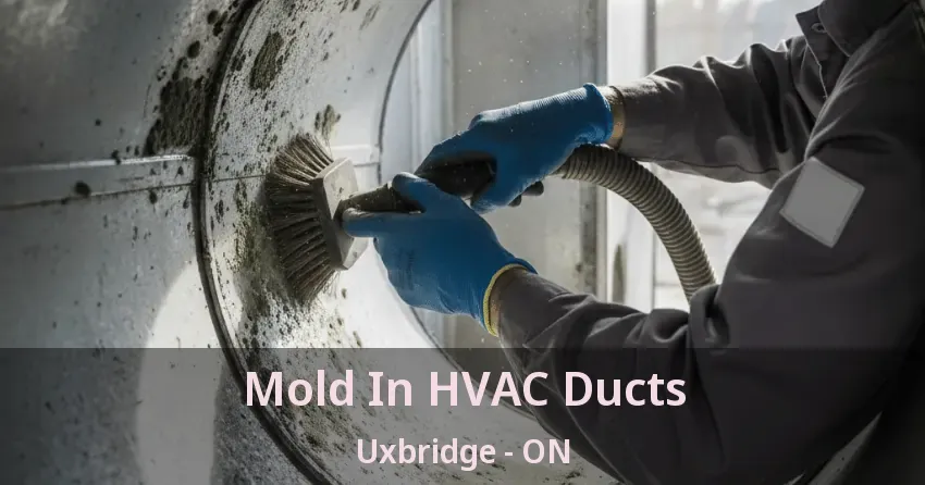 Mold In HVAC Ducts Uxbridge - ON