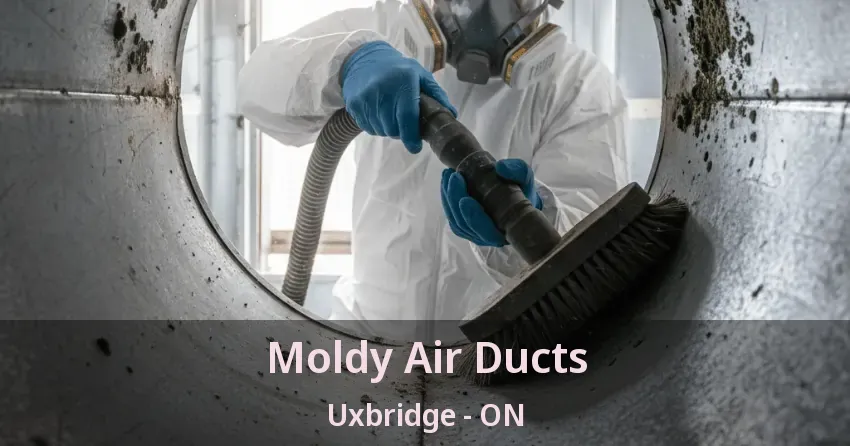 Moldy Air Ducts Uxbridge - ON
